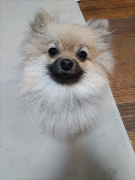 ふく　１才　♀　ポメラニアン
